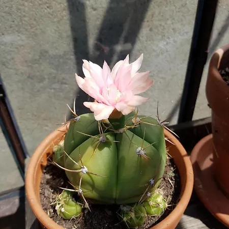 アパート - Yellow Sun *