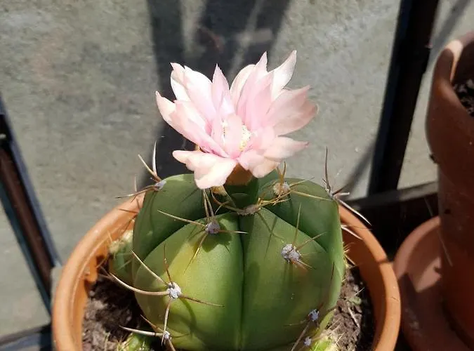 Апартаменты - Yellow Sun *